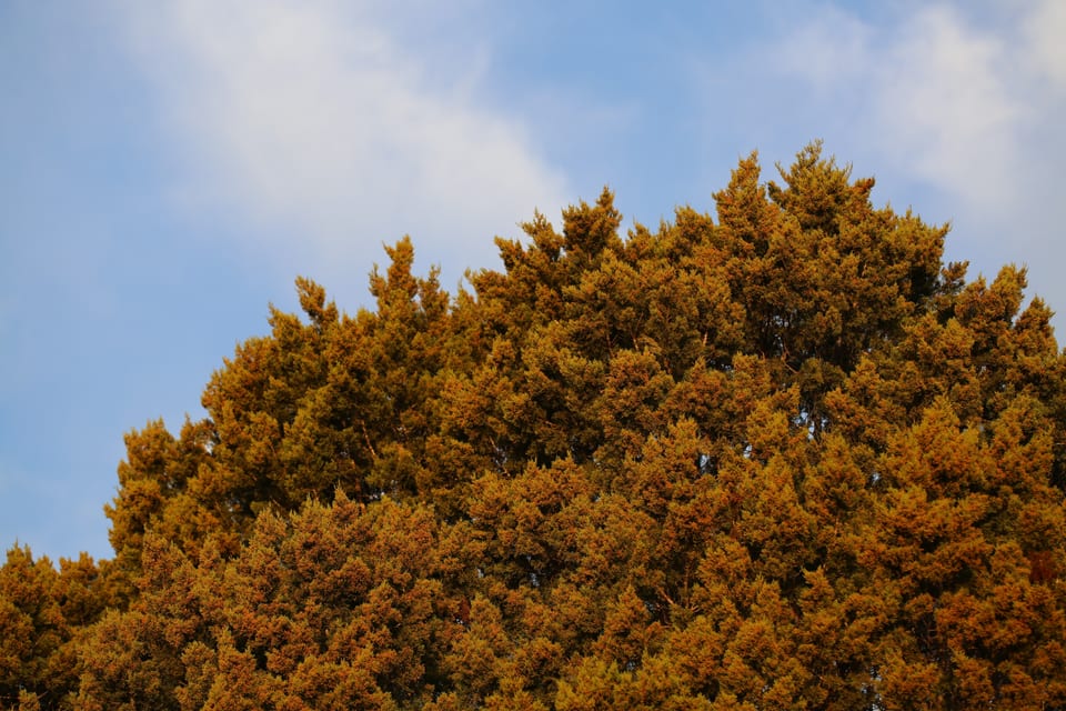 Texas cedar tree orange from seasonal cedar cones. Male Ashe Juniper tree in winter. Isola
